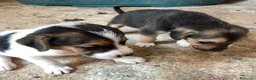 Meticcio cani in regalo: TENERI CUCCIOLOTTI : TARZAN E JANE a Città metropolitana di Roma Capitale - Annuncio 13