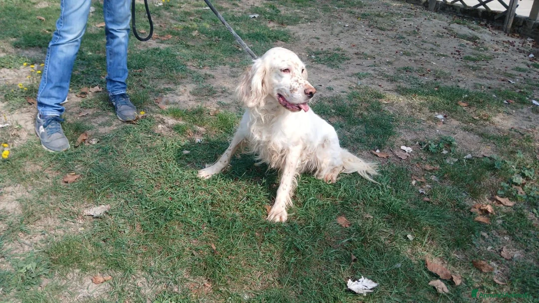 Setter Inglese cani in regalo: GORAN DOLCISSIMO SETTER INGLESE IN CERCA D'AMORE - Annuncio 4