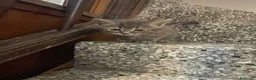Meticcio gatti in vendita: Gattino carino  - Annuncio 6