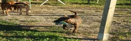 Pitbull cani in vendita: Cuccioli Pit Bull con pedigree anche a rate - Annuncio 9