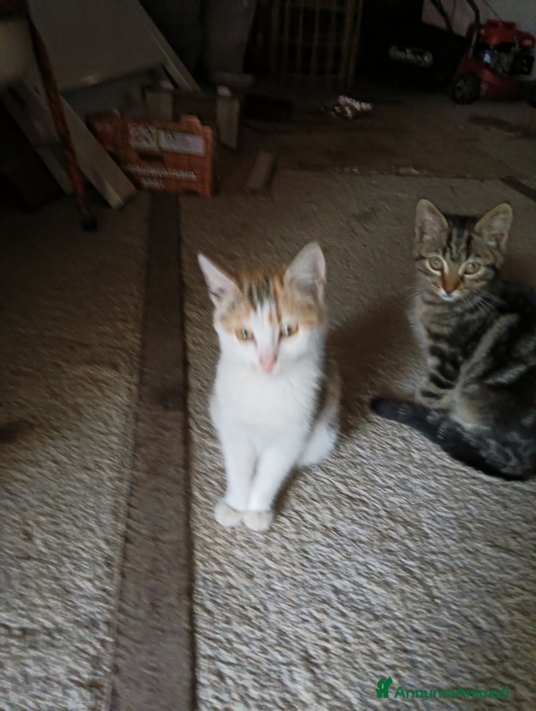 Europeo gatti in regalo: Gatti ni  - Annuncio 9