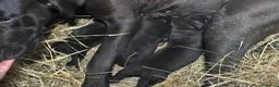 Cane Corso cani in vendita: Cuccioli neri di Cane Corso - Annuncio 10