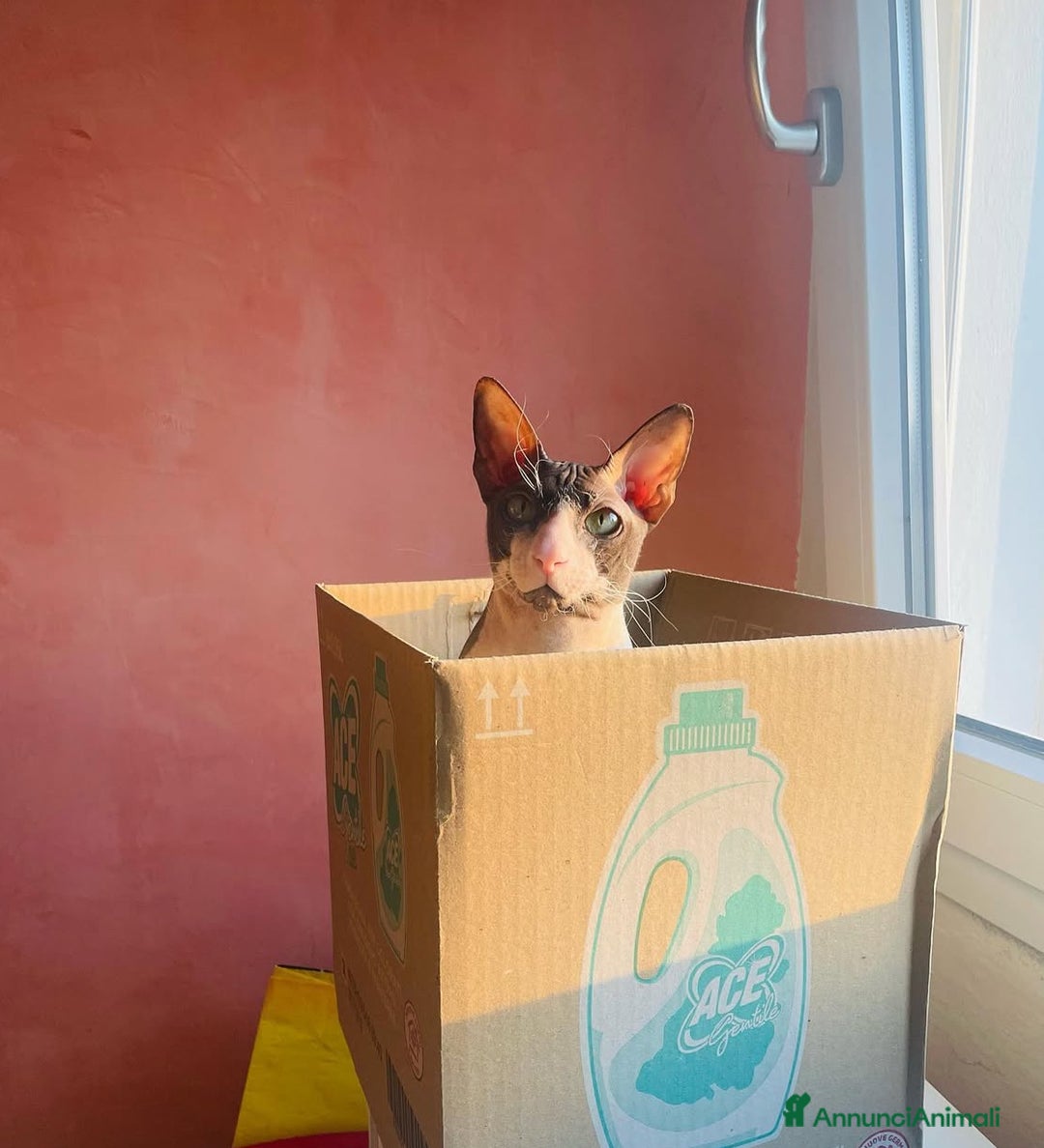 Sphynx gatti in regalo: Regalo gatto Sphynx - Annuncio 5