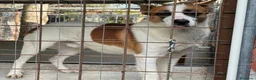 Meticcio cani in regalo: Miche: 2 anni, socievole e affettuoso  - Annuncio 2