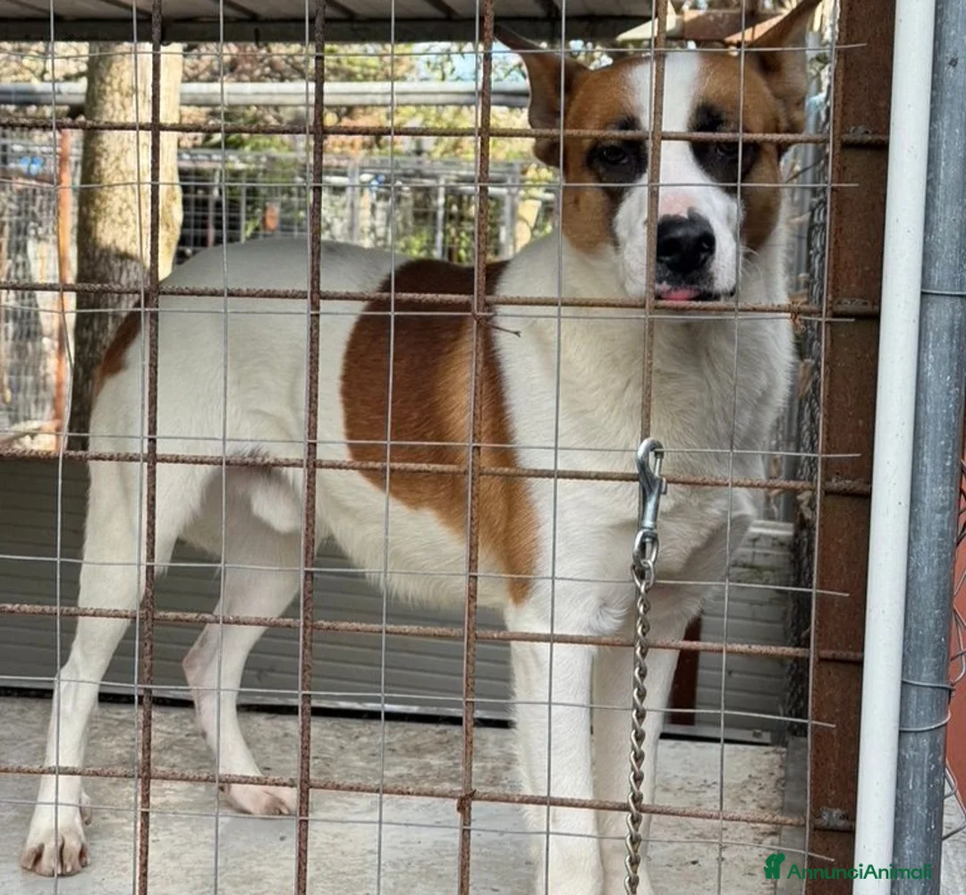 Meticcio cani in regalo: Miche: 2 anni, socievole e affettuoso  - Annuncio 2