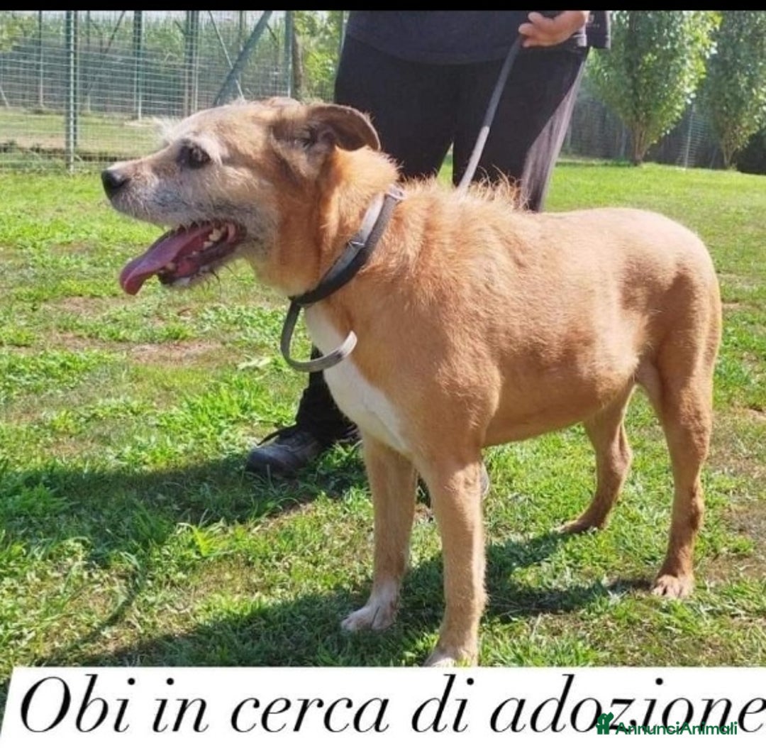 Meticcio cani in regalo: 10anni tg media rimasto solo 1anno fa..PAVIA SOS  a Città metropolitana di Milano - Annuncio 2