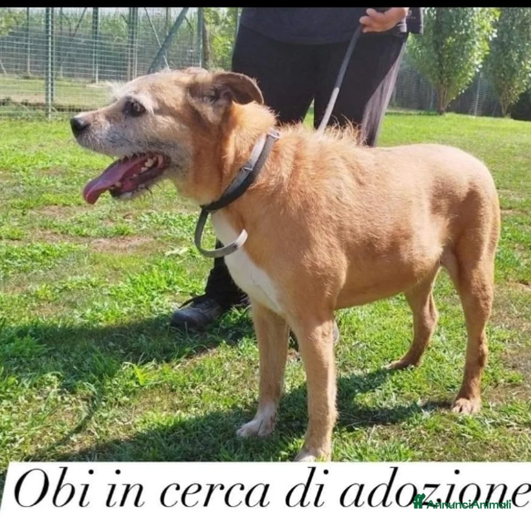 Meticcio cani in regalo: 10anni tg media rimasto solo 1anno fa..PAVIA SOS  a Città metropolitana di Milano - Annuncio 2