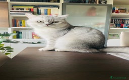 Scottish gatti per accoppiamento: Annuncio per accoppiamento  - Immagine 2