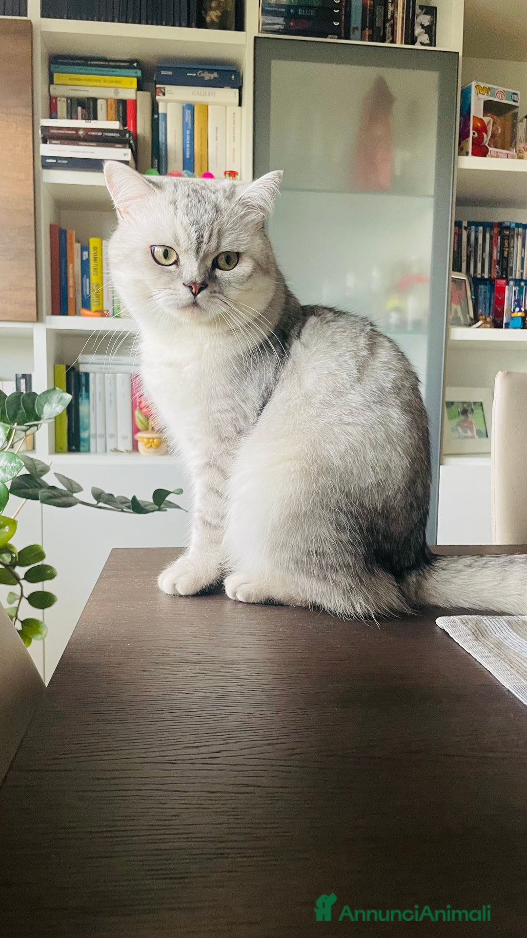 Scottish gatti per accoppiamento: Annuncio per accoppiamento  - Immagine 2