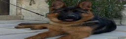 Pastore Tedesco cani in vendita: Cuccioli Pastore Tedesco PURA RAZZA  a Ente di decentramento regionale di Udine - Annuncio 2