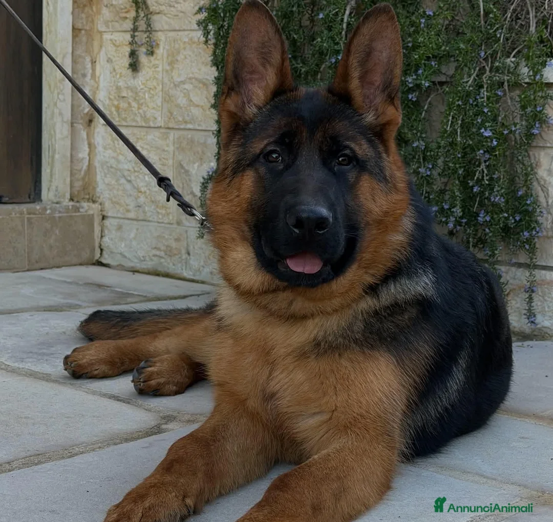 Pastore Tedesco cani in vendita: Cuccioli Pastore Tedesco PURA RAZZA  a Ente di decentramento regionale di Udine - Annuncio 2