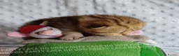 Scottish gatti in vendita: Cuccioli Scottish Fold e Straight a Provincia di Reggio Emilia - Annuncio 20