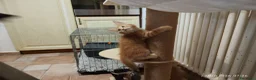 Maine Coon gatti in vendita: Cuccioli di Maine Coon  - Annuncio 3