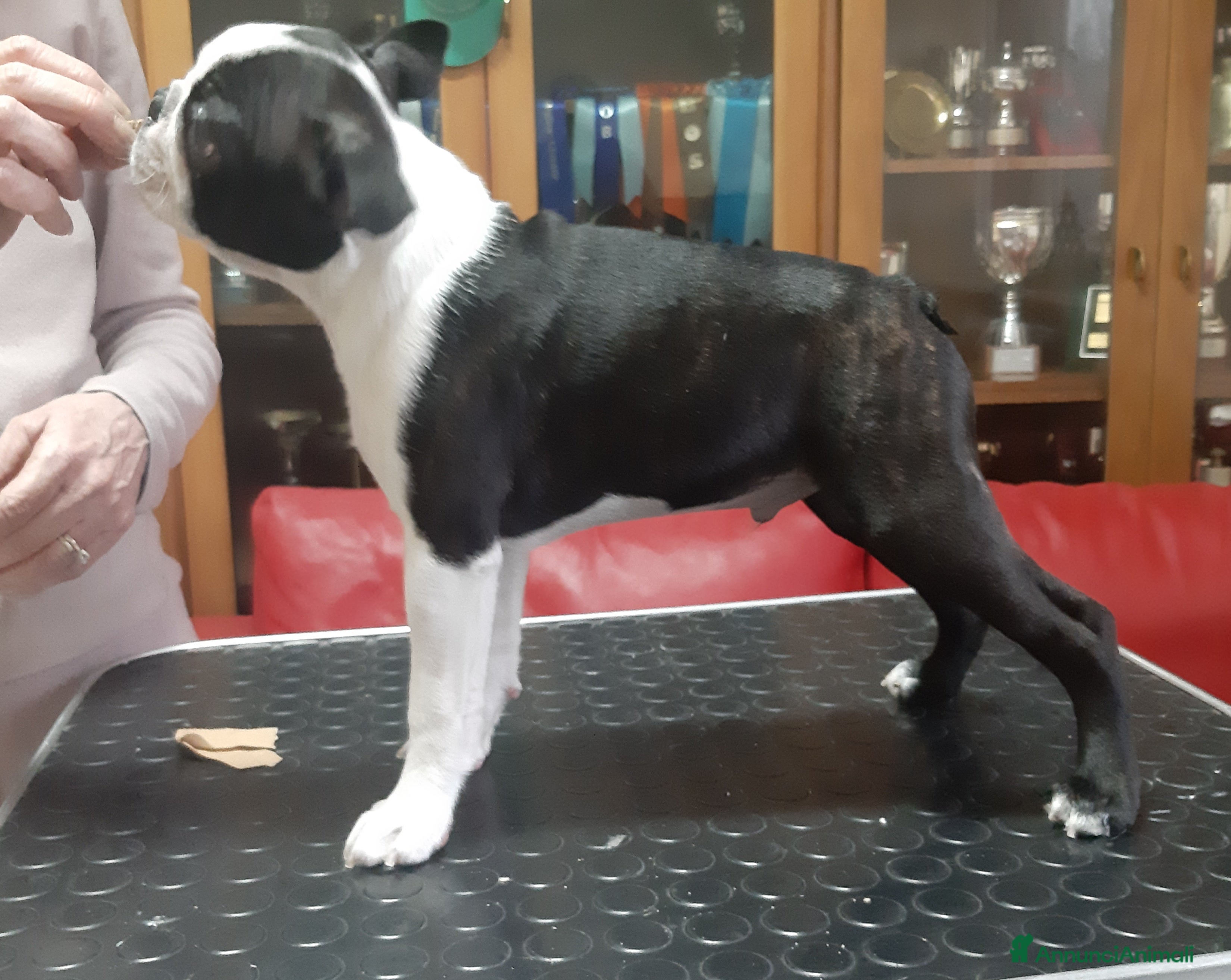 Boston Terrier cani Cucciolo di Boston terrier con pedigree ENCI/FCI  - Annuncio 2