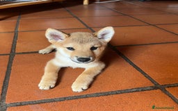 Shiba Inu cani in vendita: Cuccioli di Shiba Inu con pedigree Enci  - Immagine 5