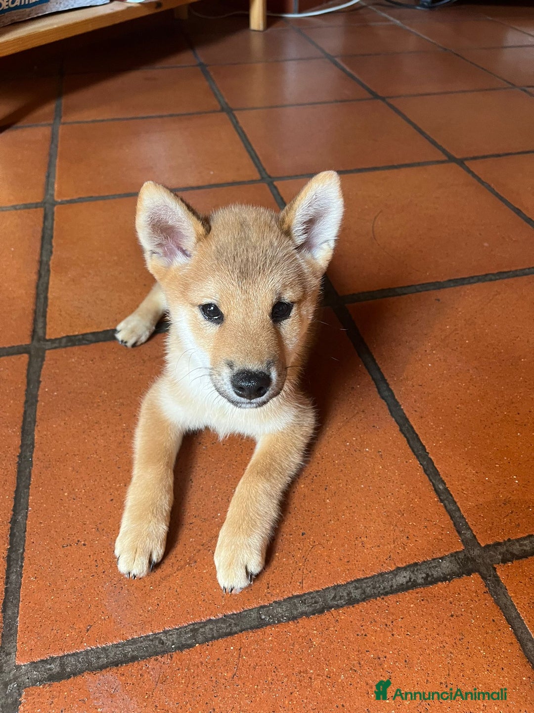 Shiba Inu cani in vendita: Cuccioli di Shiba Inu con pedigree Enci  - Immagine 5