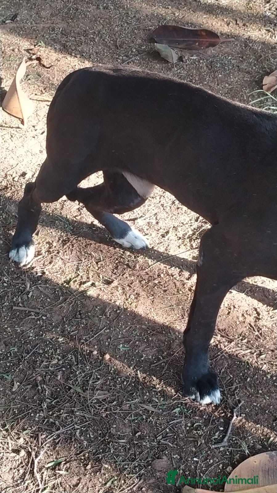 Meticcio cani NEANCHE UNA RICHIESTA PER QUESTO NONNINO!?!? - Annuncio 2