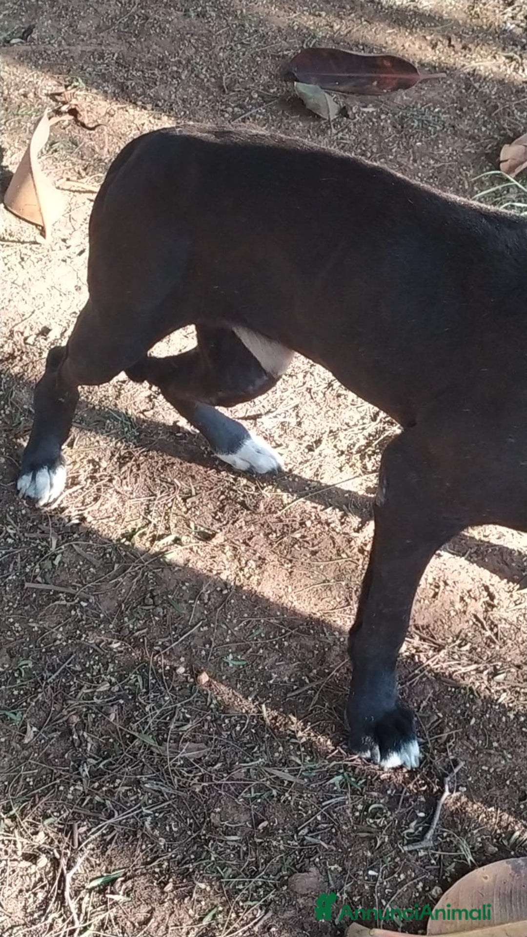 Meticcio cani in regalo: NEANCHE UNA RICHIESTA PER QUESTO NONNINO!?!? - Annuncio 2