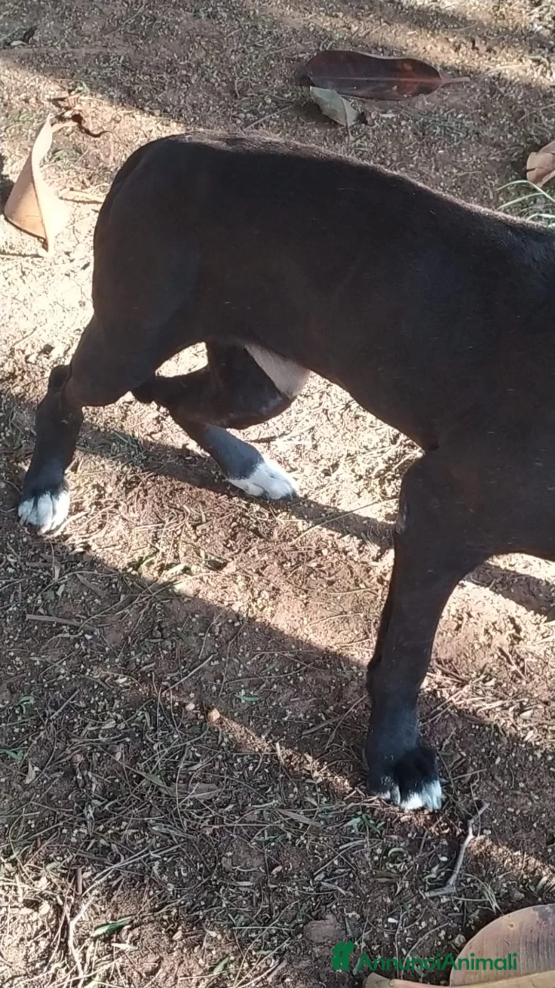 Meticcio cani in regalo: NEANCHE UNA RICHIESTA PER QUESTO NONNINO!?!? - Annuncio 2