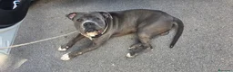 Cane Corso cani in regalo: Thayler dolcissimo mix corso  a Città metropolitana di Milano - Annuncio 2