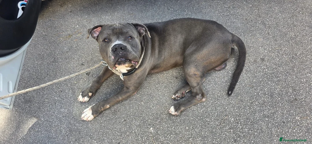Cane Corso cani in regalo: Thayler dolcissimo mix corso  a Città metropolitana di Milano - Annuncio 2