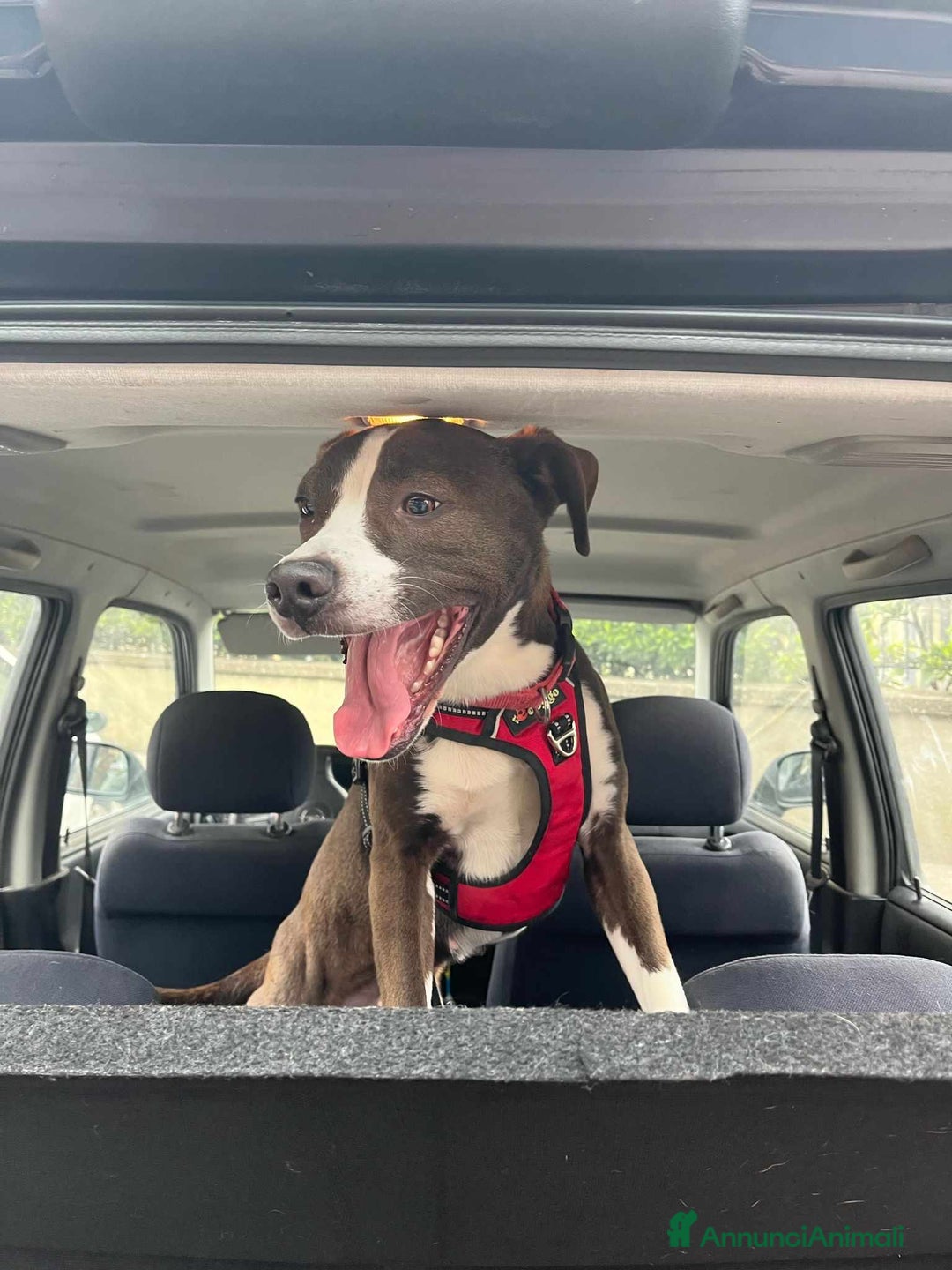 Pitbull cani in regalo: OLIVIA, dolcissima mix PIT cerca casa! - Annuncio 4