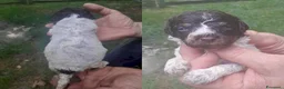 Lagotto cani in vendita: Lagotto romagnolo cuccioli - Annuncio 4