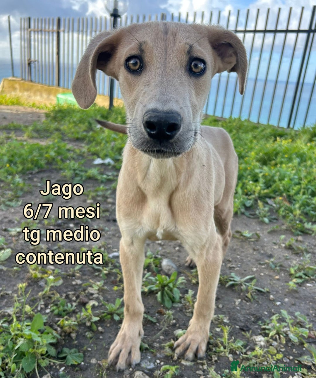 Meticcio cani in regalo: CUCCIOLI ABBANDONATI: EMERGENZA  - Annuncio 11