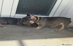 Bulldog Francese cani in vendita: Cuccioli di Bulldog Francesci a Città Metropolitana di Napoli - Immagine 5