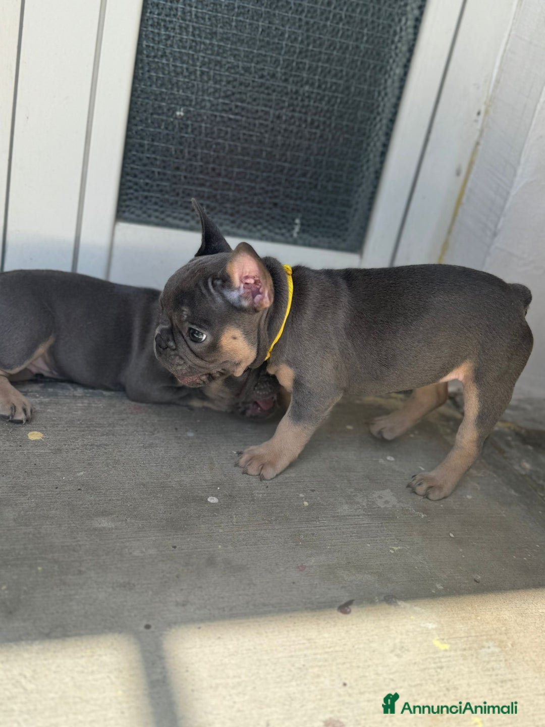 Bulldog Francese cani in vendita: Cuccioli di Bulldog Francesci a Città Metropolitana di Napoli - Immagine 5