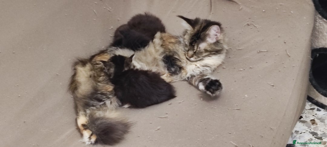 Maine Coon gatti in vendita: Coppia di Maine coon  - Annuncio 11