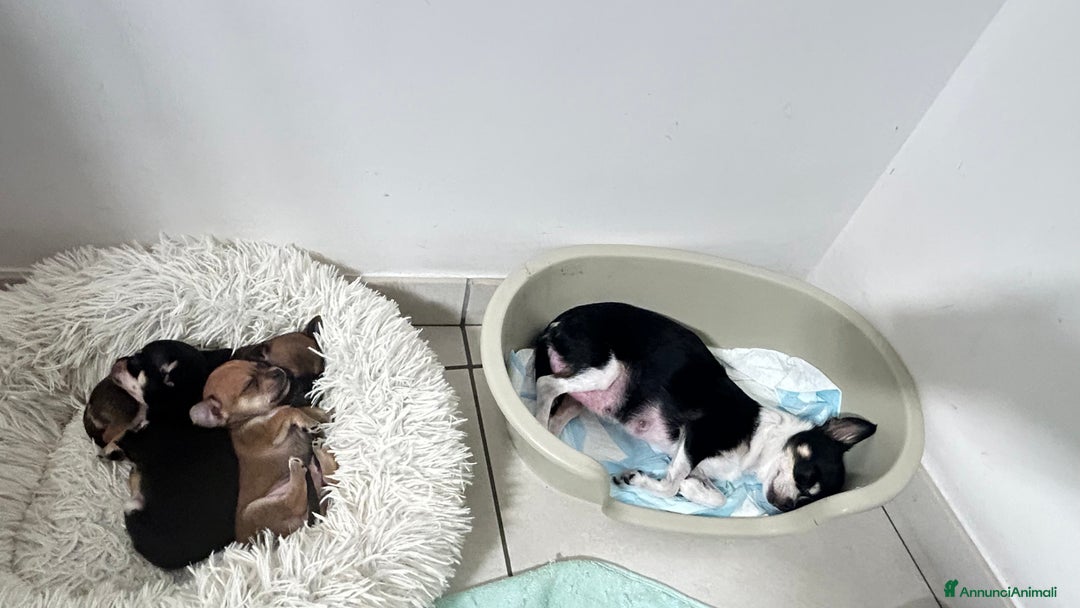 Chihuahua cani in vendita: Cuccioli di chihuahua - Annuncio 4