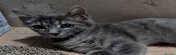 Europeo gatti in regalo: Gatto in adozione GRATUITA a Roma - Annuncio 2