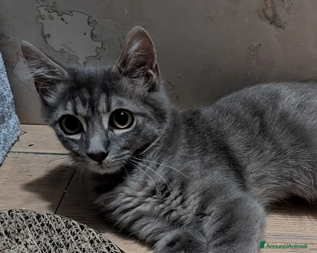 Europeo gatti in regalo: Gatto in adozione GRATUITA a Roma - Annuncio 2