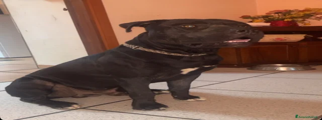 demon