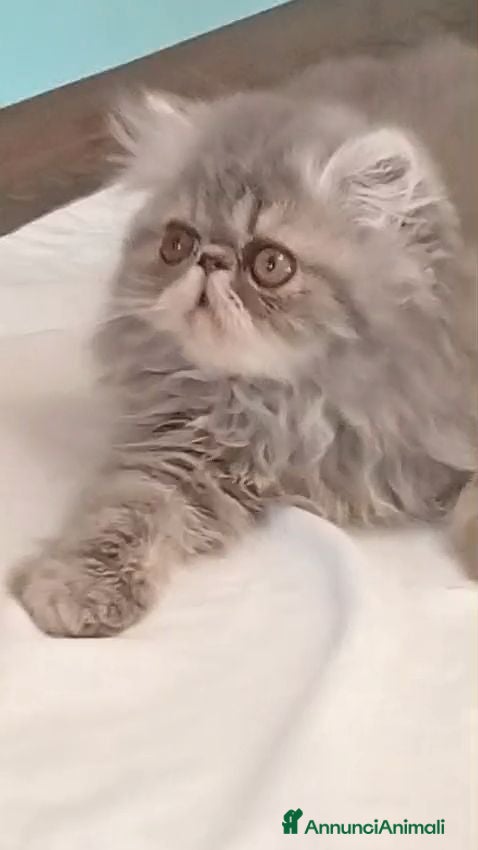 Persiano gatti Cucciolo di gatto persiano - Annuncio 5