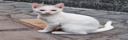 Meticcio gatti in regalo: Gattino di TRE mesi svezzato CERCA CASA - Annuncio 4