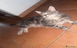 Maine Coon gatti in vendita: Cuccioli di Maine Coon a Città metropolitana di Roma Capitale - Immagine 3