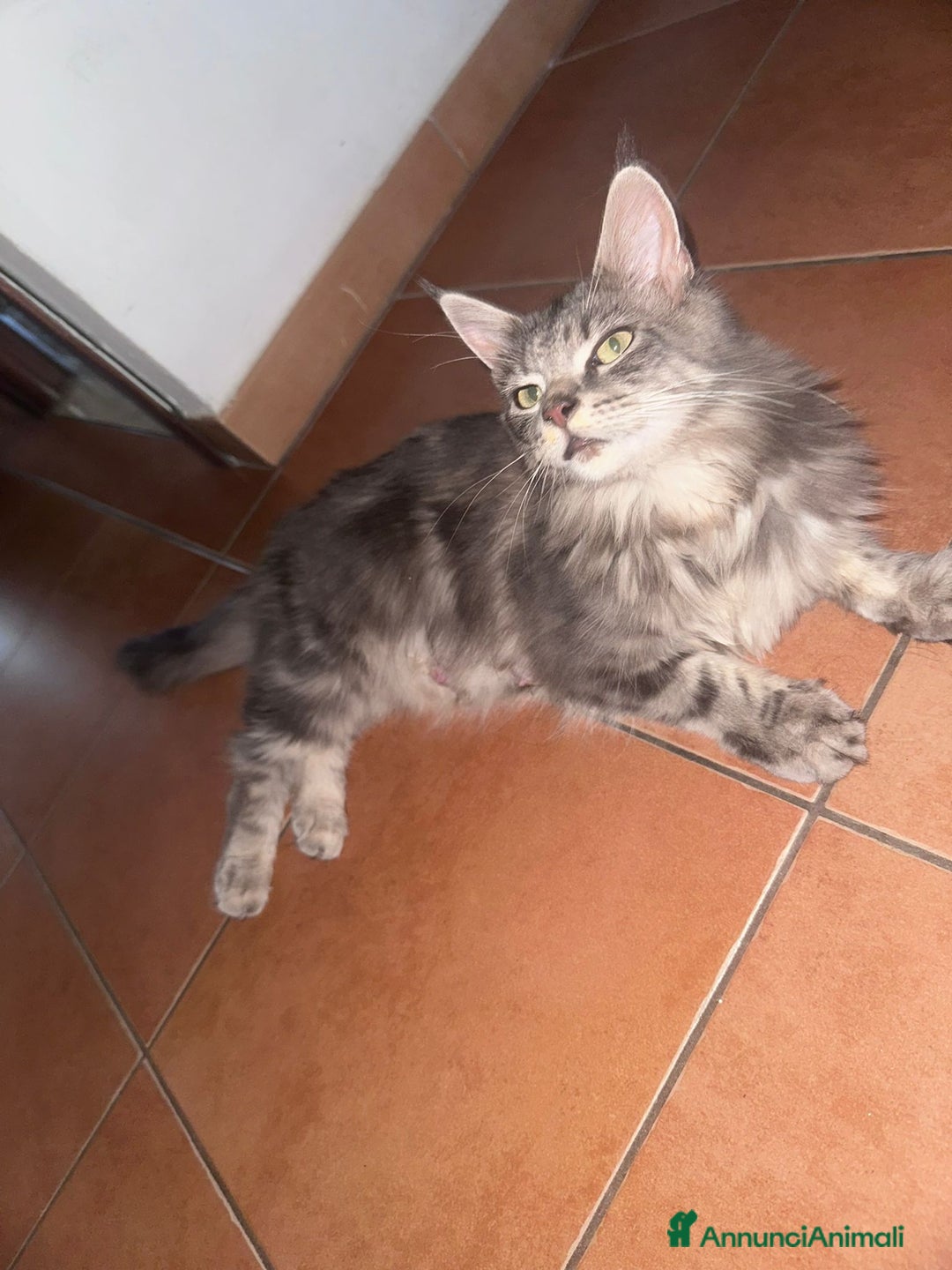 Maine Coon gatti in vendita: Cuccioli di Maine Coon a Città metropolitana di Roma Capitale - Immagine 3