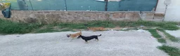 Meticcio cani in regalo: Triade di meticci - Annuncio 3