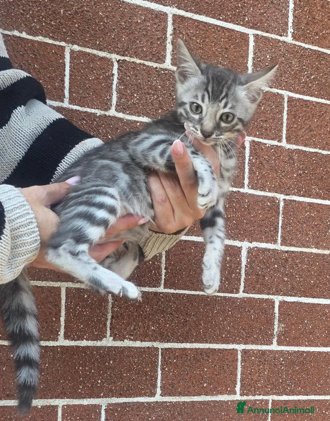 Bengala gatti in vendita: Cuccioli gatto bengala  - Annuncio 2