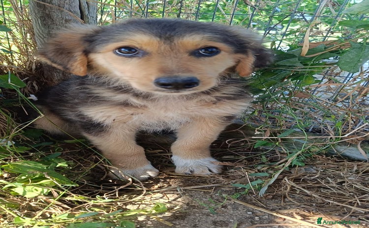 Meticcio cani a Provincia di Avellino - Annuncio 20