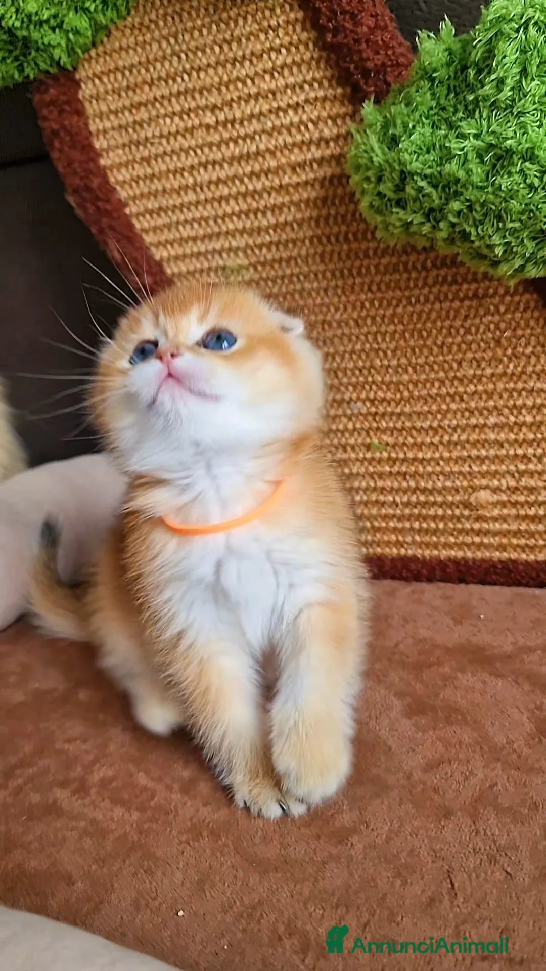 Scottish gatti in vendita: Scottish Fold e Straight  - Annuncio 3