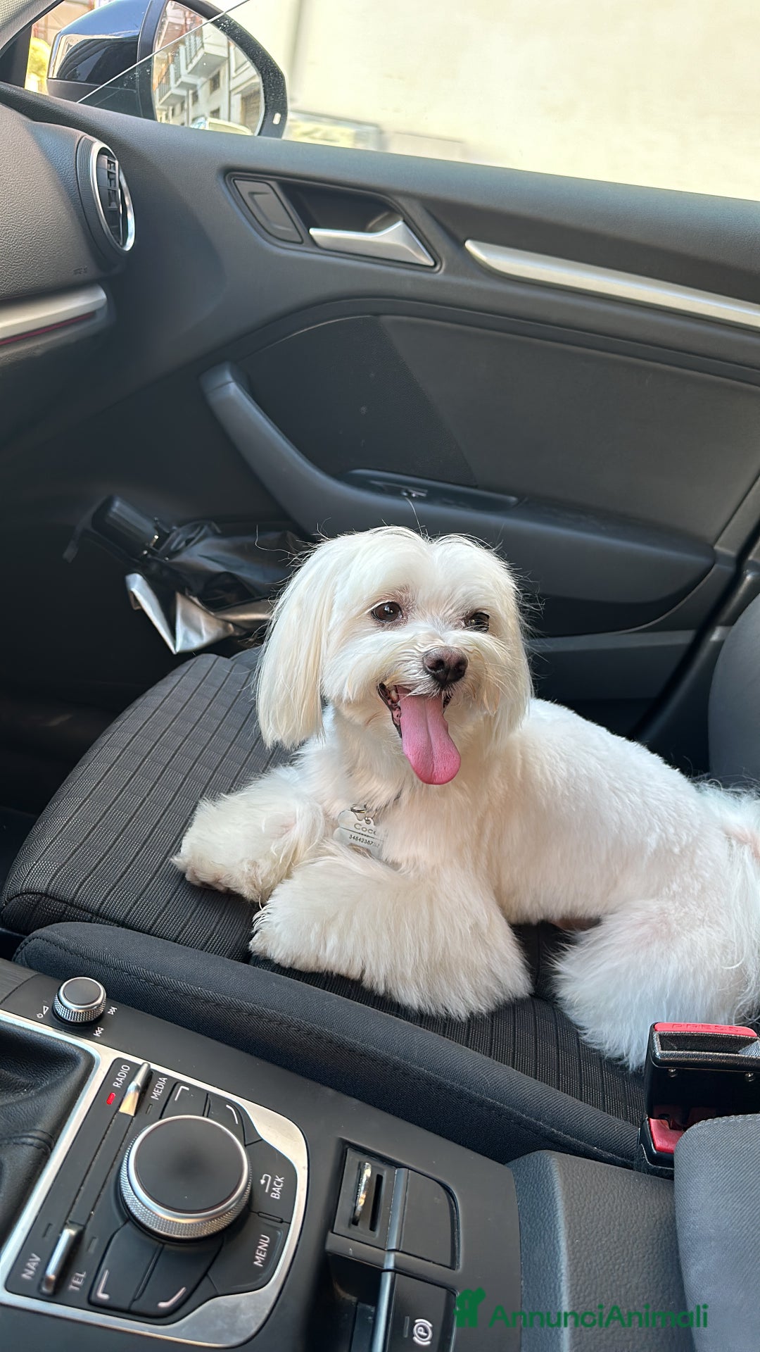 Maltese cani per accoppiamento: Cerco maltese femmina per Coco  - Annuncio 5