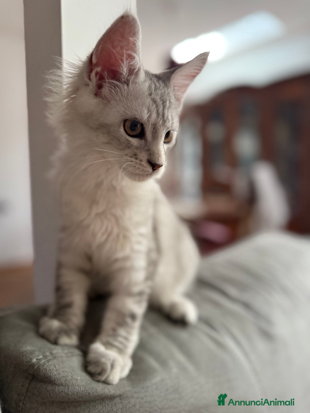 Maine Coon gatti in vendita: Dolcissimo cucciolo di Maine coon disponibile  a Città metropolitana di Roma Capitale - Immagine 4