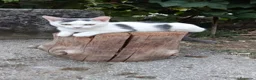 Meticcio gatti in regalo: Gattini/a - Annuncio 3