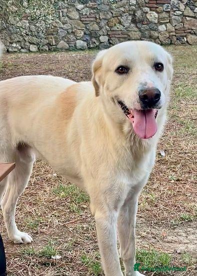 Meticcio cani LAGO soffre la solitudine - tg grande - Annuncio 4