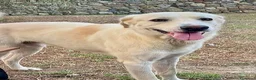 Meticcio cani in regalo: LAGO soffre la solitudine - tg grande - Annuncio 1