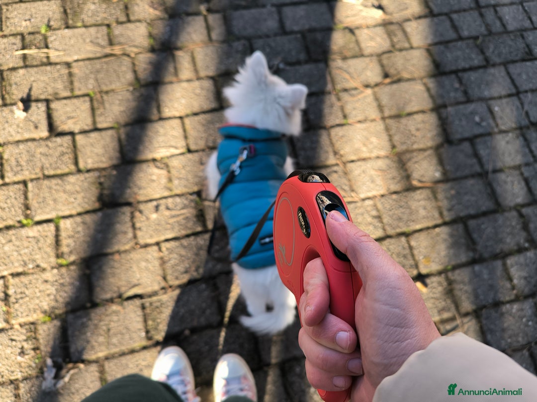 Volpino Italiano cani in regalo: Volpino italiano  - Annuncio 4