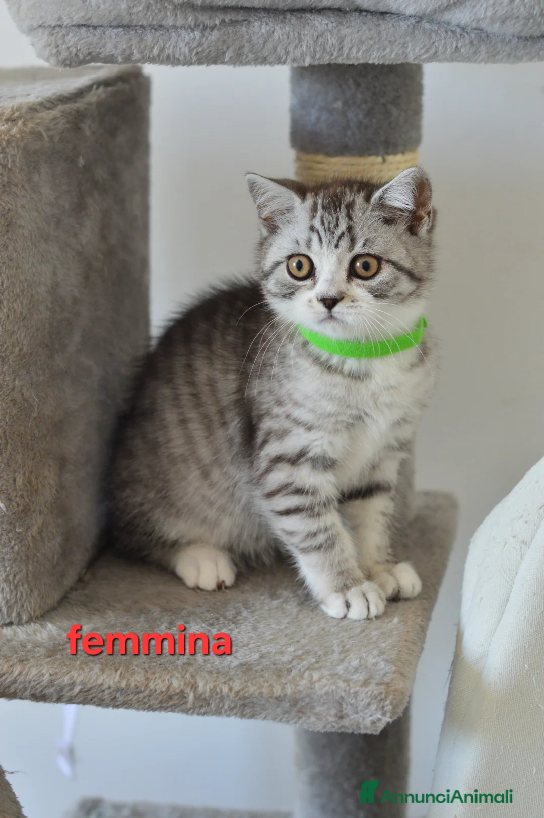 Scottish gatti in vendita: Scotish Straight  - Annuncio 2